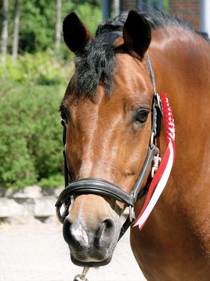 New Forest Kantje's Thierry B-pony RIP billede 16