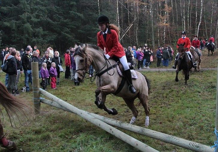 Anden særlig race My Yellow Dream - Et lille hop til Hubertus 2011 :)

Foto: Morten Fiil billede 5