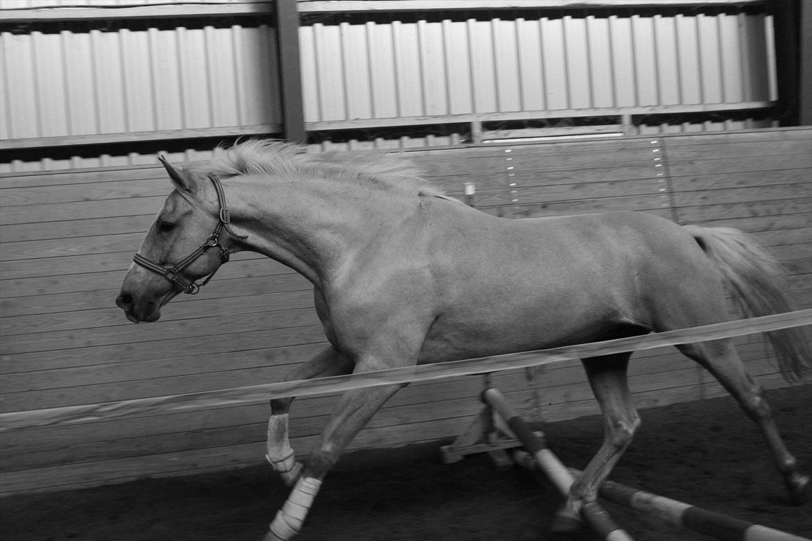 Anden særlig race pegasus - pegasus oktober 2011 billede 1