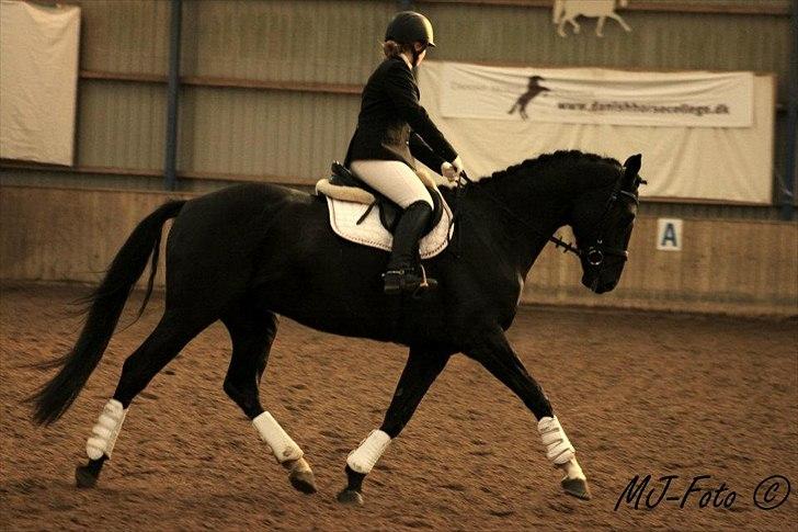 Dansk Varmblod Don Madison Birkedommergård - Madisons første stævne d. 12. november 2011 med min søster Katrine Dolmer billede 14