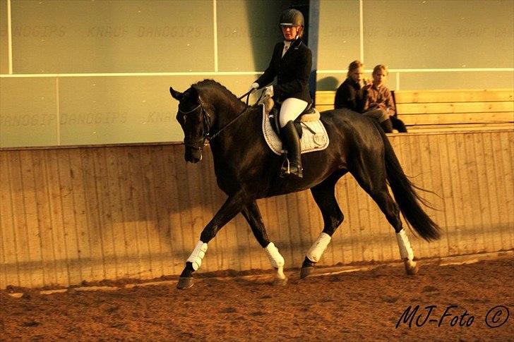 Dansk Varmblod Don Madison Birkedommergård - Madisons første stævne d. 12. november 2011 med min søster Katrine Dolmer billede 15