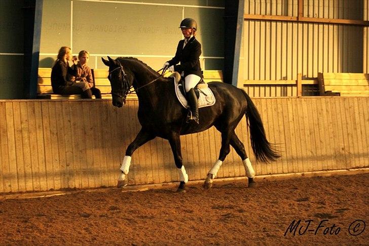 Dansk Varmblod Don Madison Birkedommergård - Madisons første stævne d. 12. november 2011 med min søster Katrine Dolmer billede 16