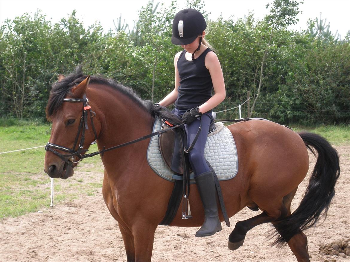Anden særlig race Don Pedro - Søde pony <3<3<3<3<3<33333333 billede 9