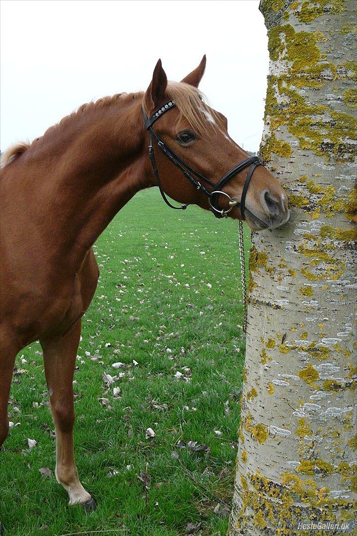 DSP Larsmindes Filanté - Smukkere pony, findes ikke!
Model foto d. 13/11 2011
Foto: Line Møll Christensen billede 2