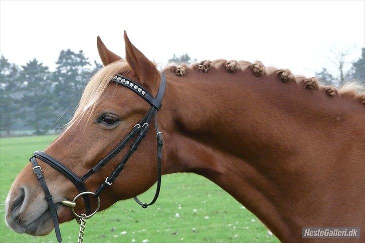 DSP Larsmindes Filanté - En efterårs dag<3
Foto Line Møll Christensen billede 7