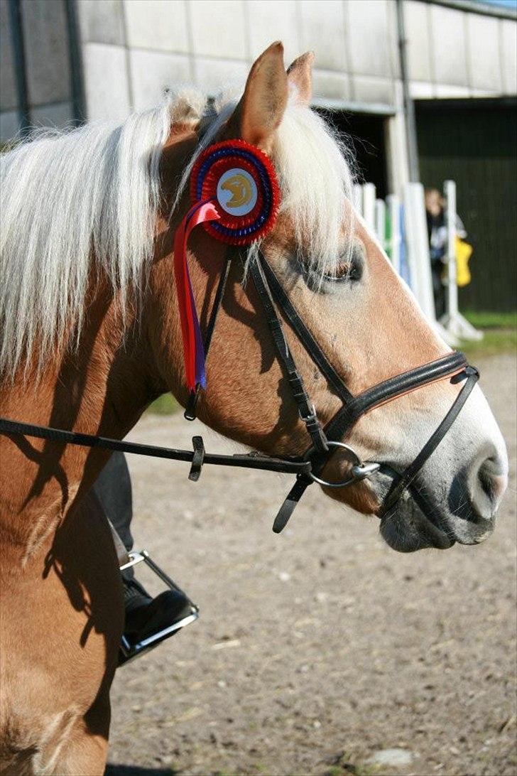 Haflinger Stanley (Tidl. part<3) billede 1