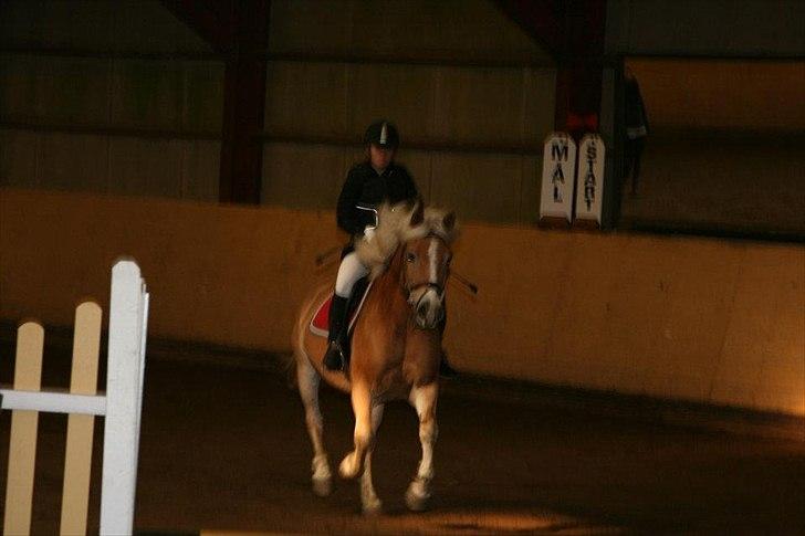 Haflinger Stanley (Tidl. part<3) billede 2