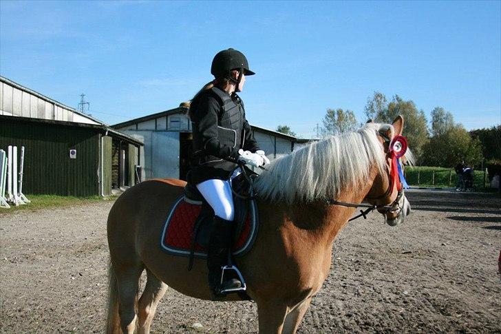 Haflinger Stanley (Tidl. part<3) billede 3
