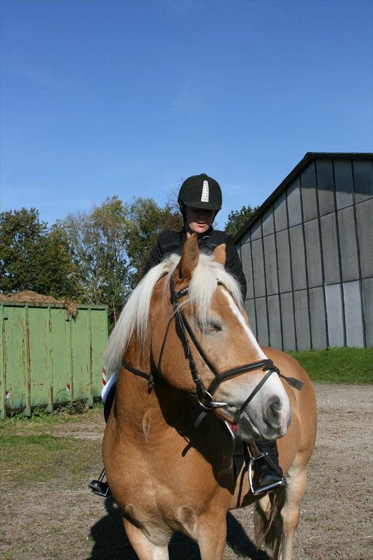 Haflinger Stanley (Tidl. part<3) billede 4