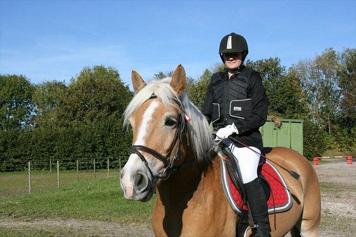 Haflinger Stanley (Tidl. part<3) billede 5