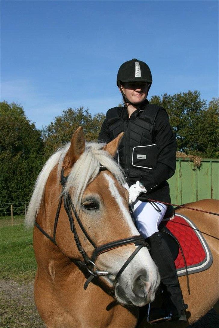 Haflinger Stanley (Tidl. part<3) billede 6