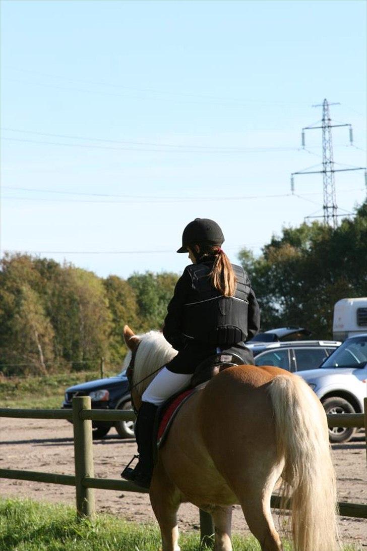 Haflinger Stanley (Tidl. part<3) billede 7