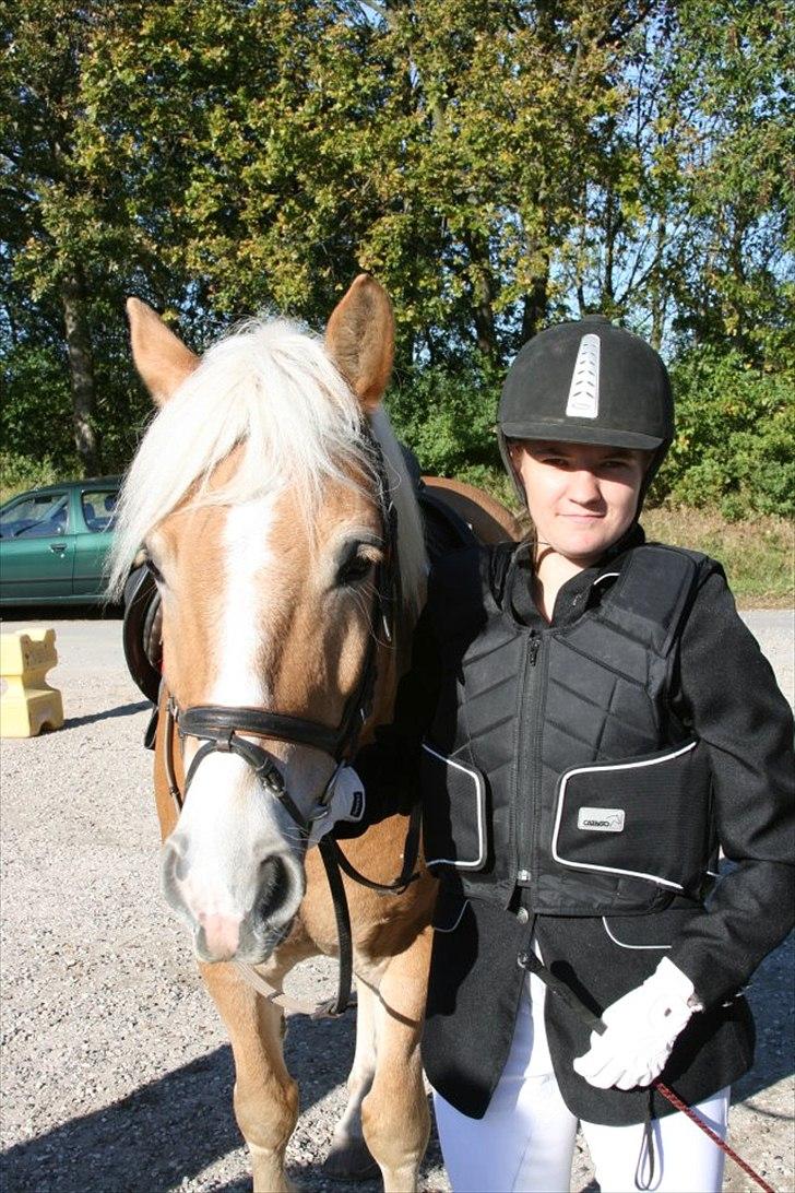 Haflinger Stanley (Tidl. part<3) billede 8