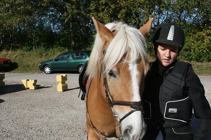 Haflinger Stanley (Tidl. part<3) billede 9