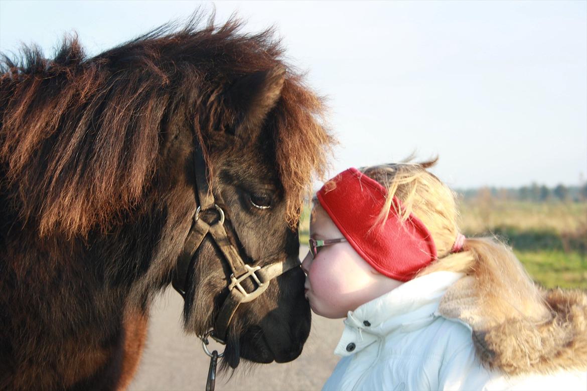 Shetlænder Ejstrups Mirakel - Nyt: Gugs og Mirakel.
d. 11-11-2011 billede 14