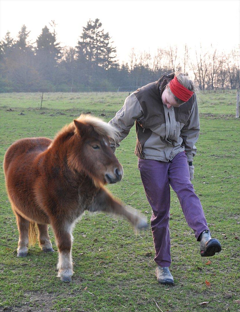 Shetlænder Katie <3 - 10 # Spanske skridt en smuk efterårsdag:) Foto: Freja Lund Johnsen 12.11.11 billede 10