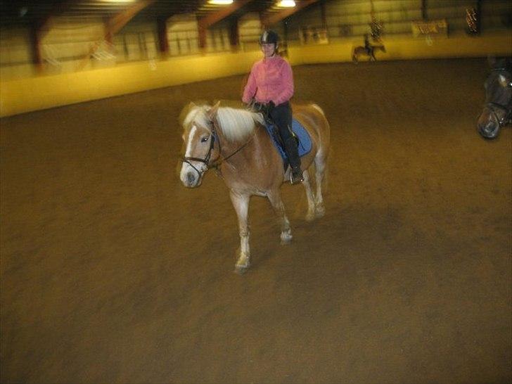 Haflinger Stanley (Tidl. part<3) billede 10