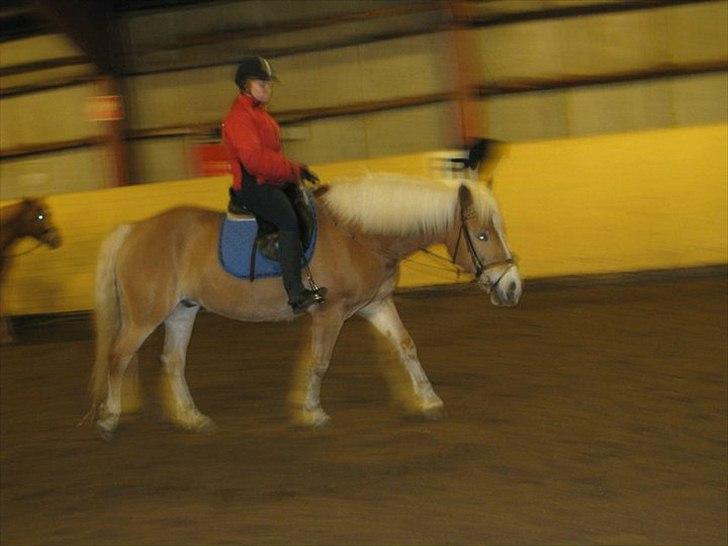 Haflinger Stanley (Tidl. part<3) billede 11