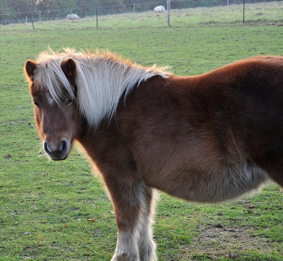 Shetlænder Katie <3 - 2 # Lille af krop, stor af sjæl<3 Foto: Freja Lund Johnsen 12.11.11 billede 2