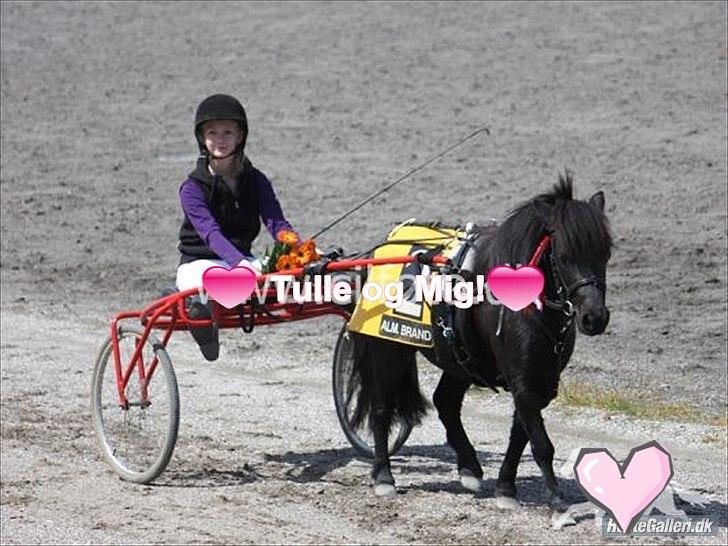 Shetlænder Tulle - en første plads! - du var så sej tulle <3 billede 13