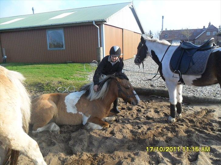 Anden særlig race Mulle - Hygge på folden billede 14