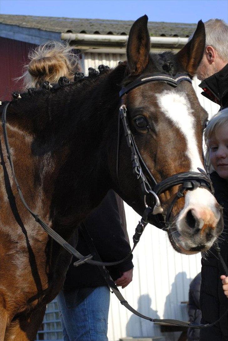 New Forest Lundgaards Friday - taget af: dorte jensen billede 4