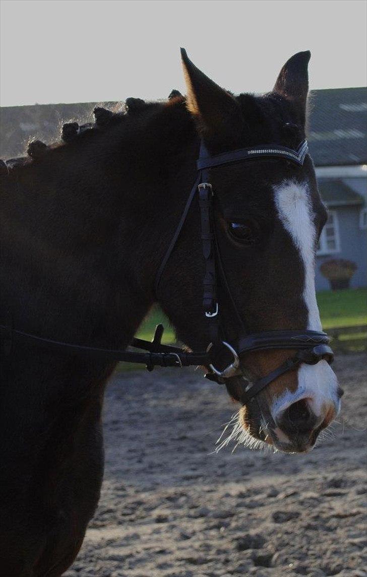 New Forest Lundgaards Friday - taget af: dorte jensen. billede 7