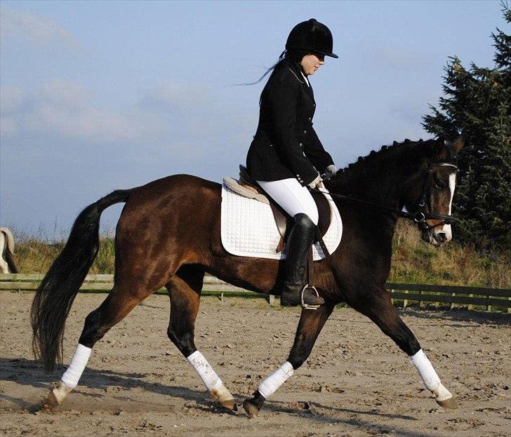 New Forest Lundgaards Friday - taget af: dorte jensen. billede 8