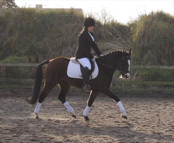 New Forest Lundgaards Friday - taget af: dorte jensen. billede 9