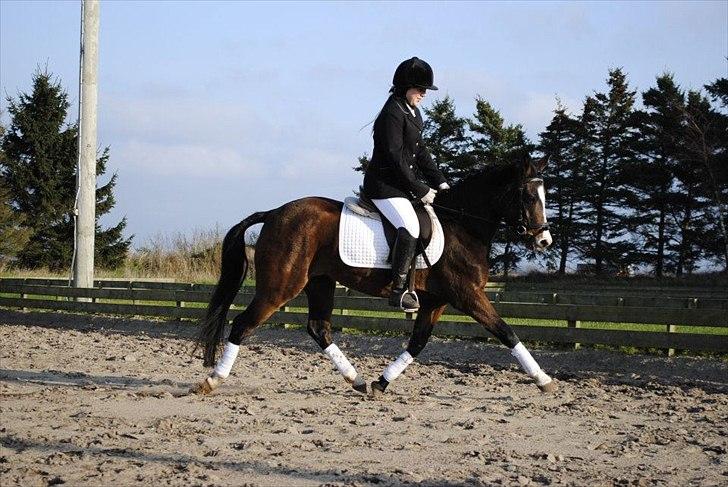 New Forest Lundgaards Friday - taget af: dorte jensen billede 12