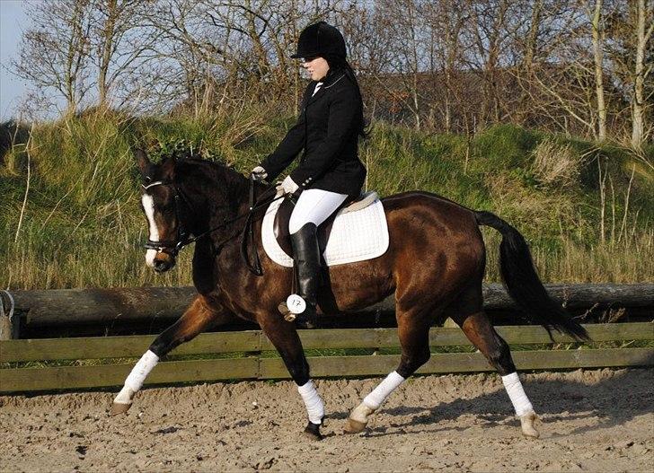 New Forest Lundgaards Friday - taget af : dorte jensen. billede 13