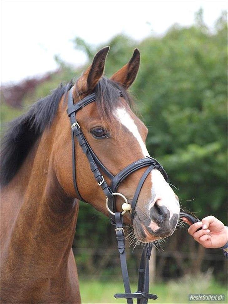 New Forest Lundgaards Friday - billed lånt af udlåner. billede 15