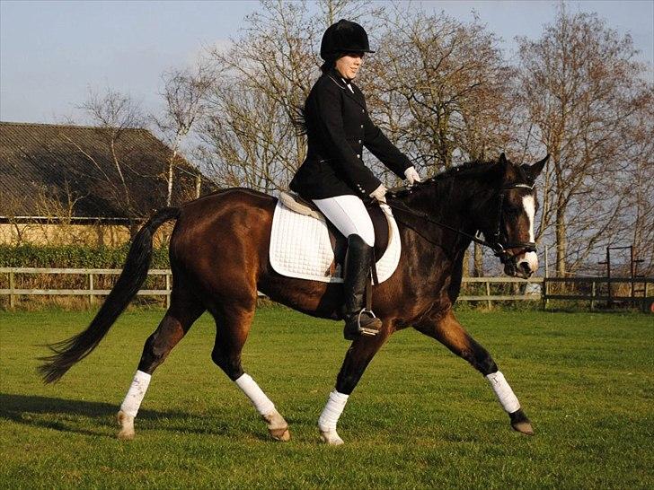 New Forest Lundgaards Friday - taget af: dorte jensen. billede 16