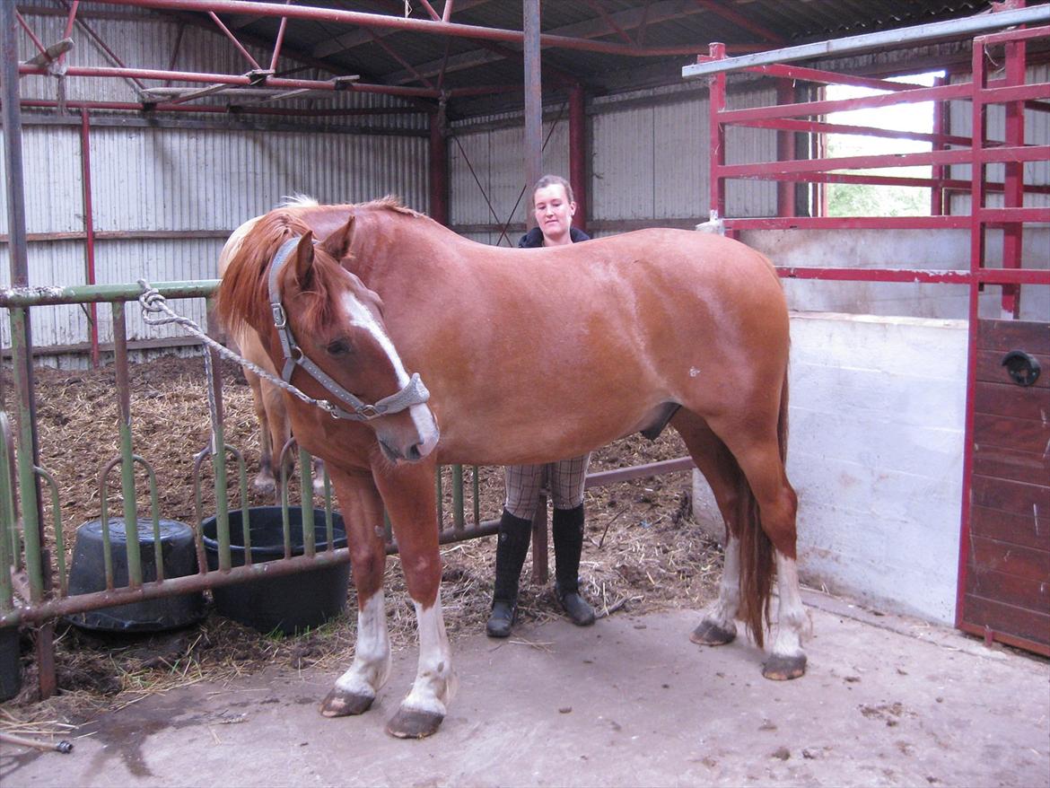 Frederiksborg Poseidon (Traktor) R.I.P. billede 14