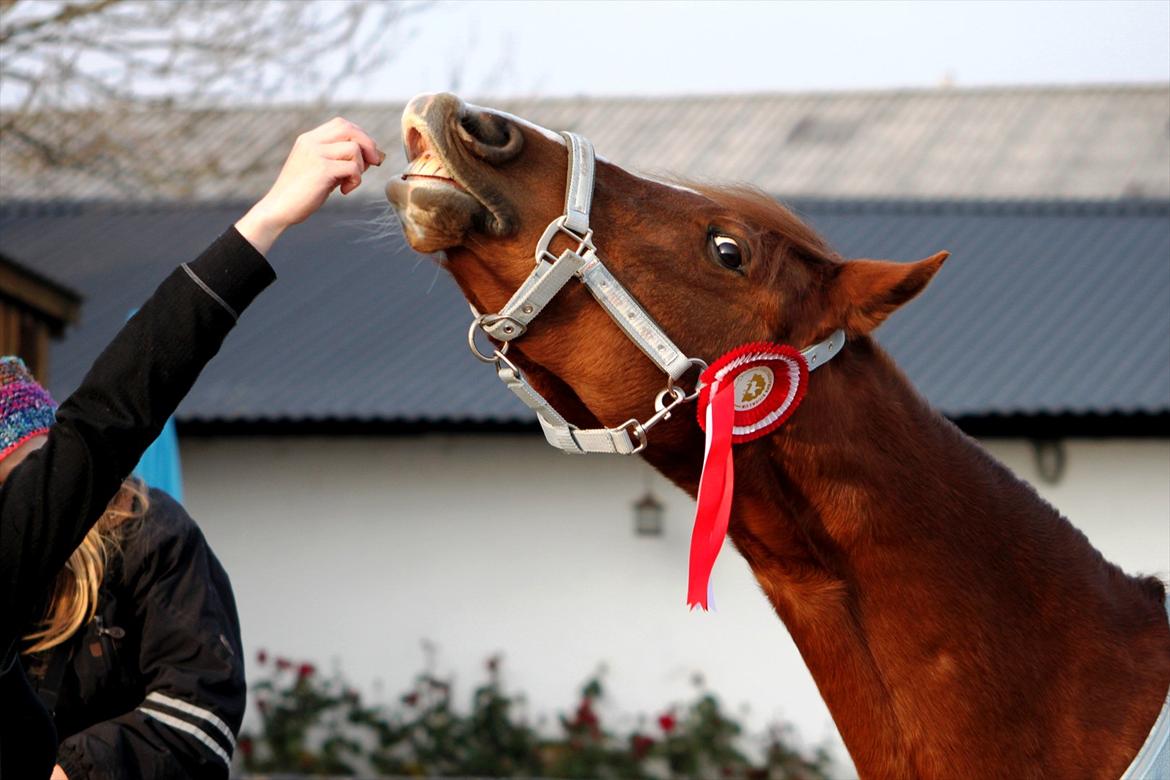 Anden særlig race Joy - November 2011, min glade vinder pony smiler (-: [Fotograf: Simone Them Larsen] billede 2