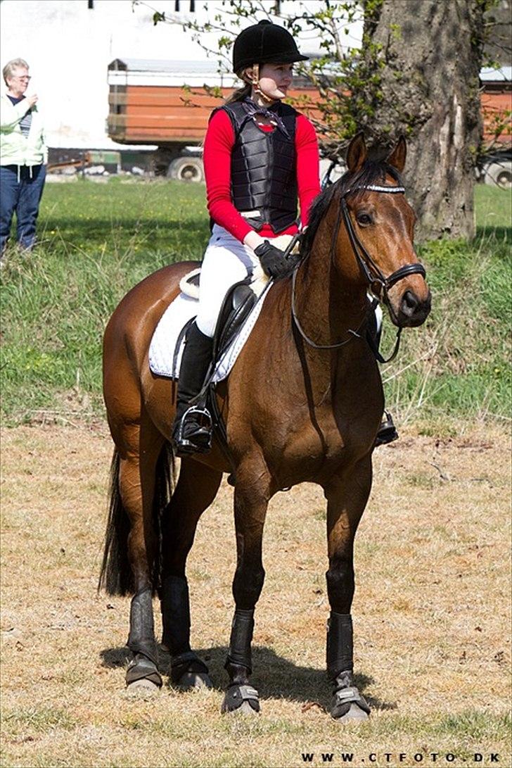 Fuldblod (XX) Capzeda xx - Jagt på Møn April ´11. Fuldført! billede 18
