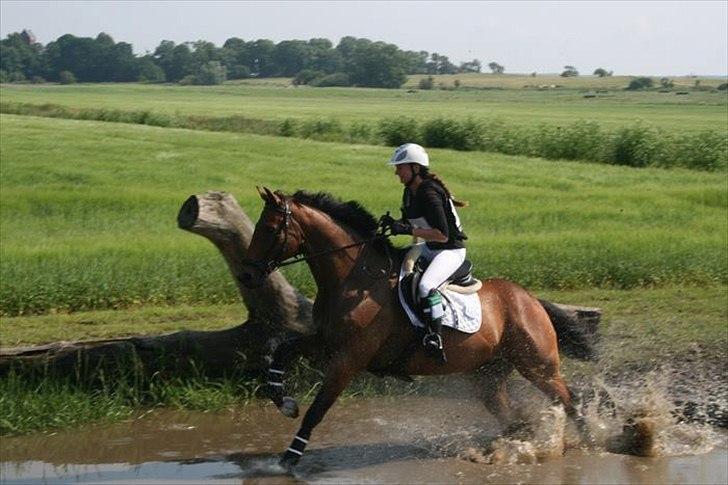 Fuldblod (XX) Capzeda xx - Military stævne Søborggård Juli ´11. billede 19