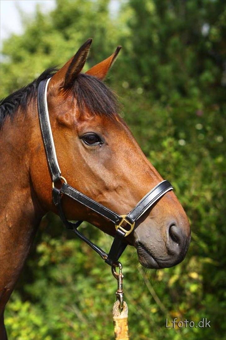 Fuldblod (XX) Capzeda xx - Smukke smukke Capz :-) billede 1