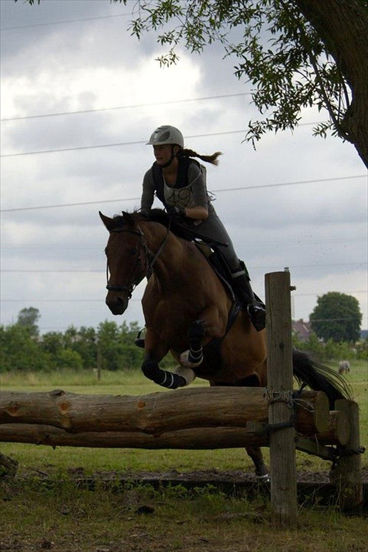 Fuldblod (XX) Capzeda xx - Military stævne Haslev Juli ´11. CNC80 4. plads. billede 20