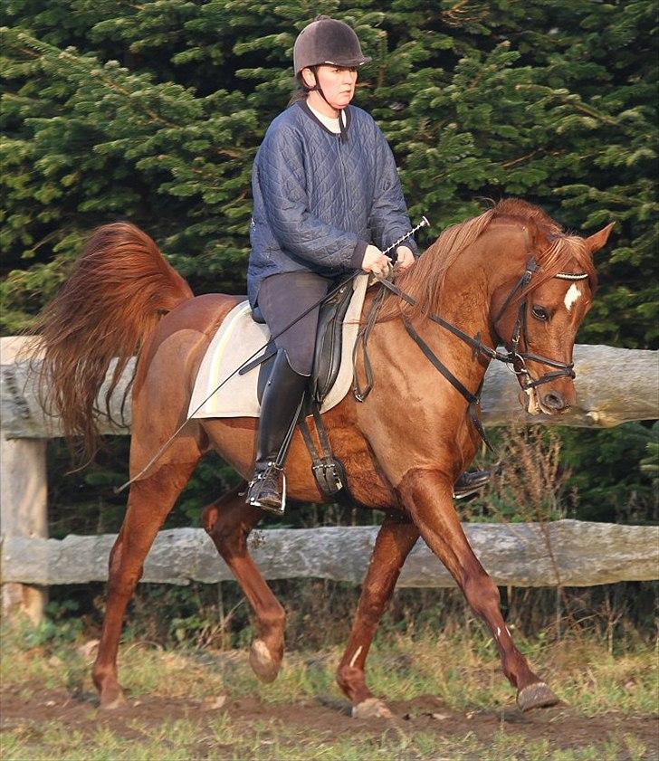 Arabisk fuldblod (OX) D. Midnight Rodeo - SOLGT -  billede 19
