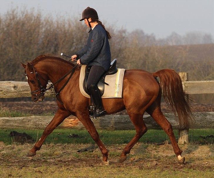 Arabisk fuldblod (OX) D. Midnight Rodeo - SOLGT -  billede 20