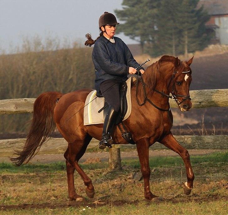 Arabisk fuldblod (OX) D. Midnight Rodeo - SOLGT -  billede 1