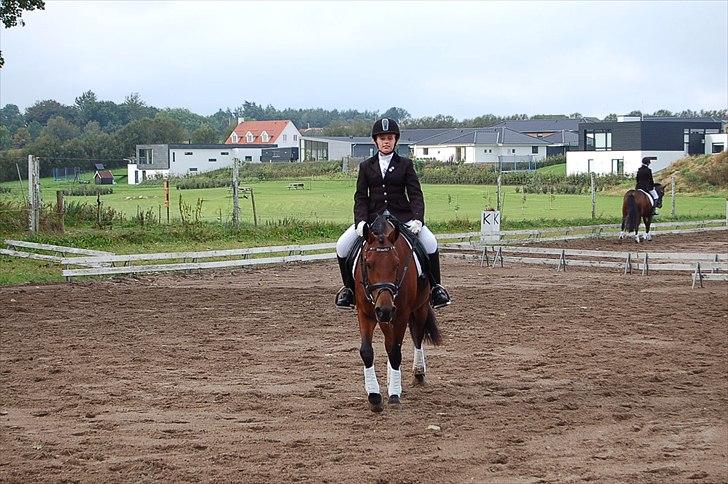 New Forest Bakkegaards Zenn-lii. billede 13