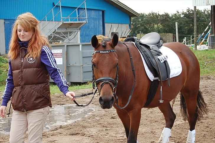 New Forest Bakkegaards Zenn-lii. billede 14