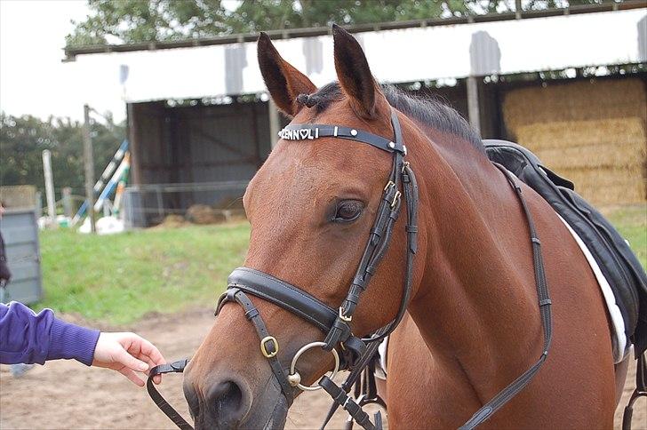 New Forest Bakkegaards Zenn-lii. billede 15