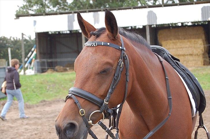 New Forest Bakkegaards Zenn-lii. - Jeg er sååå træt! billede 16