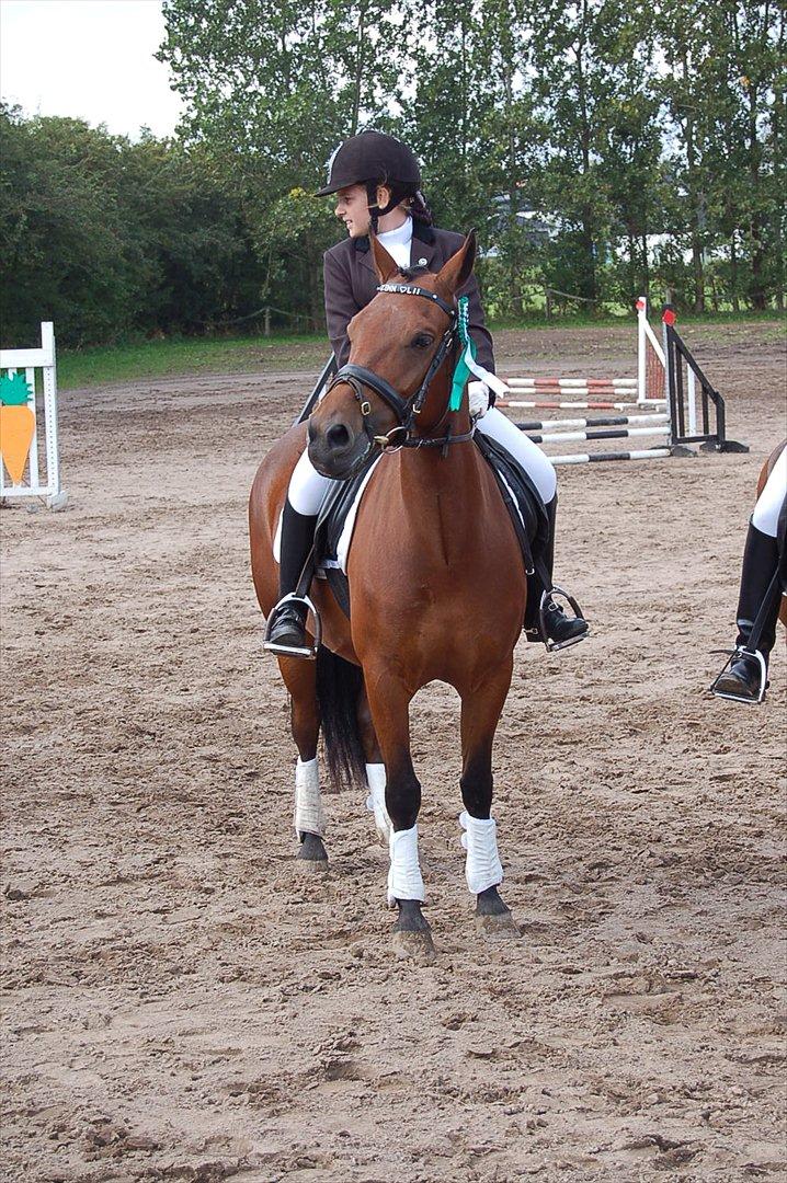 New Forest Bakkegaards Zenn-lii. billede 18