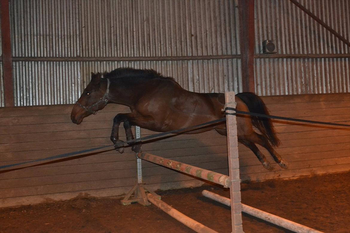 Dansk Varmblod Bounty Af Granlygård - Løsspringning d. 13.11.11 80cm. Hun springer til hverdag 115 løsspringning :) billede 8