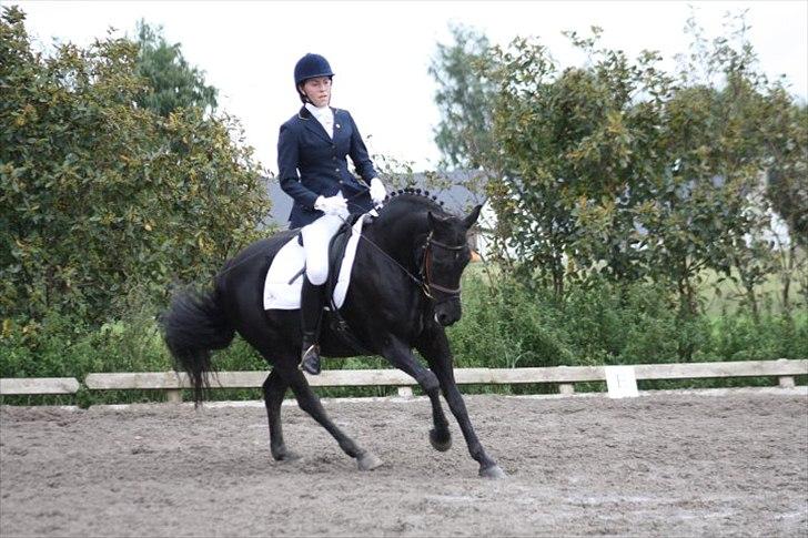 New Forest Askebo's Whigfield  - Whigfield til Ø.D.M i NF foreningen, hun fik 71% i gangartsklassen (-; billede 3