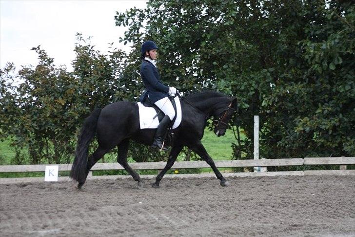 New Forest Askebo's Whigfield  billede 4